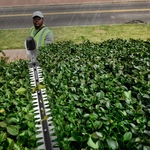 Кусторез садовый аккумуляторный штанговый GREENWORKS PH662T (2301607) [82В, без АКБ и ЗУ]